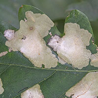 Cheilosia fasciata